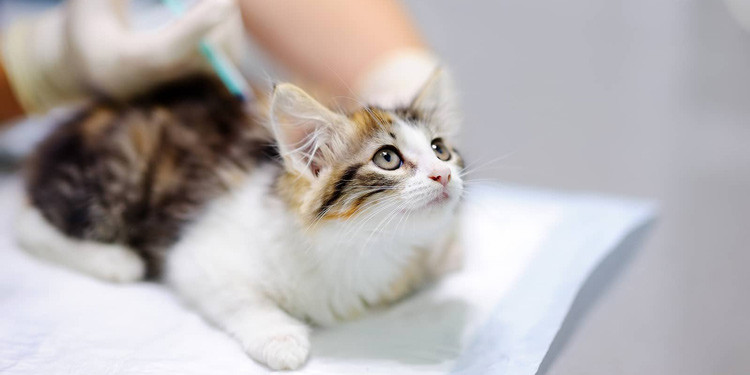 Vaksin Penting untuk Kucing: Panduan Pemilik Baru
