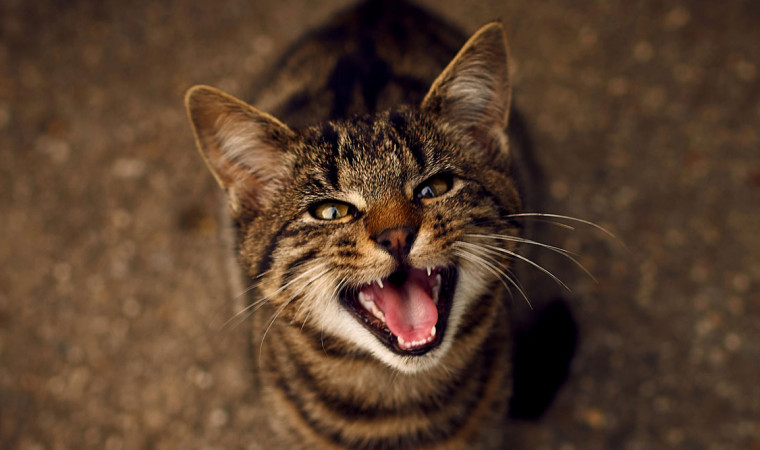 alasan kucing sering mengeong dan artinya