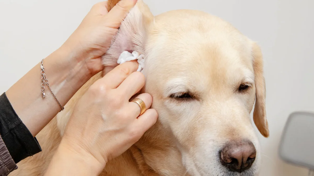 Cara Membersihkan Telinga Anjing dengan Aman dan Mudah