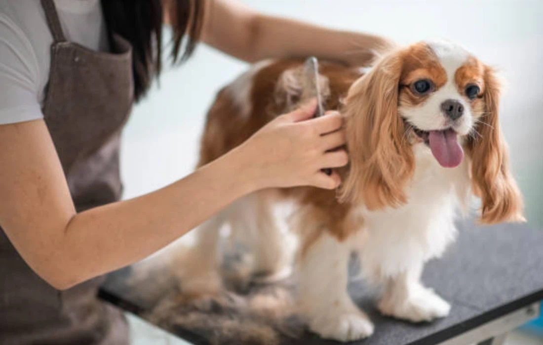 Cara Menyikat Bulu Anjing Sesuai Jenis dan Panjangnya
