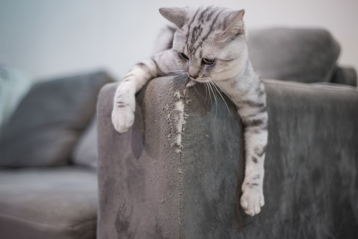 Kucing Suka Menggaruk Furnitur: Cara Mengatasinya di Rumah