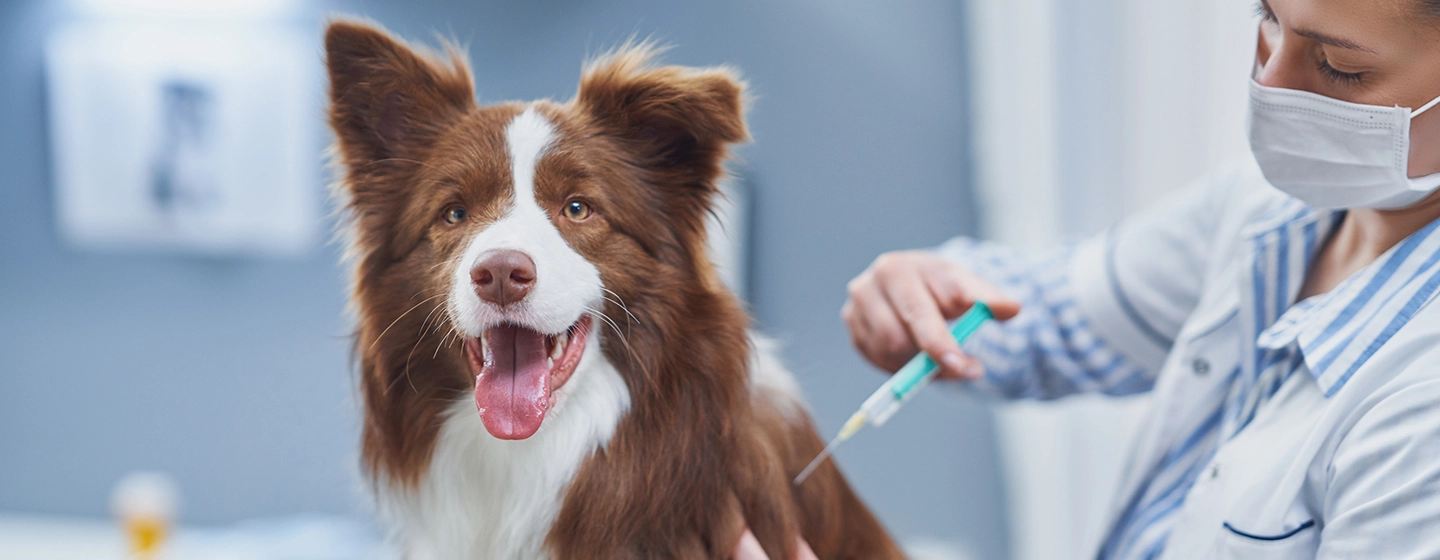 Vaksin Anjing: Panduan Jadwal, Manfaat, & Efek Samping