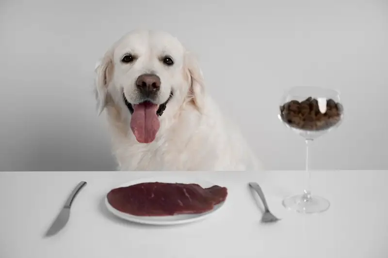 Makanan Manusia Aman untuk Anjing: Panduan Lengkap & Aman