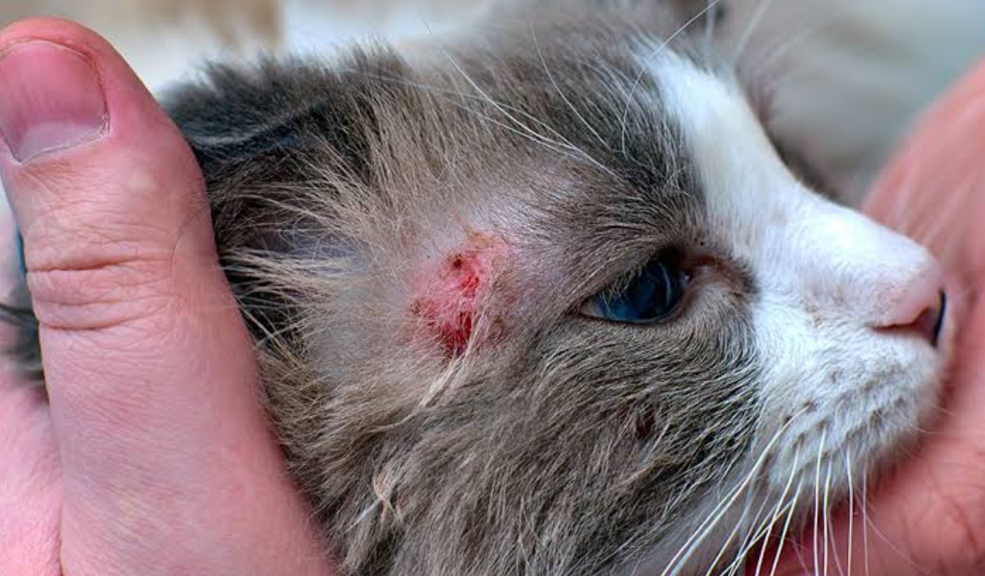 Penyakit Umum pada Kucing dan Pencegahannya