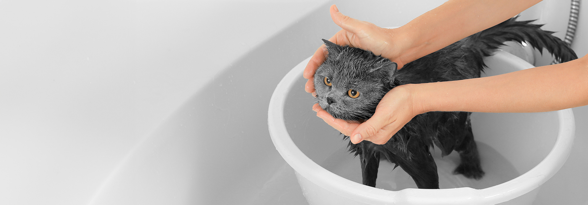 Cara Memandikan Kucing Tanpa Drama: Tips Aman dan Efektif