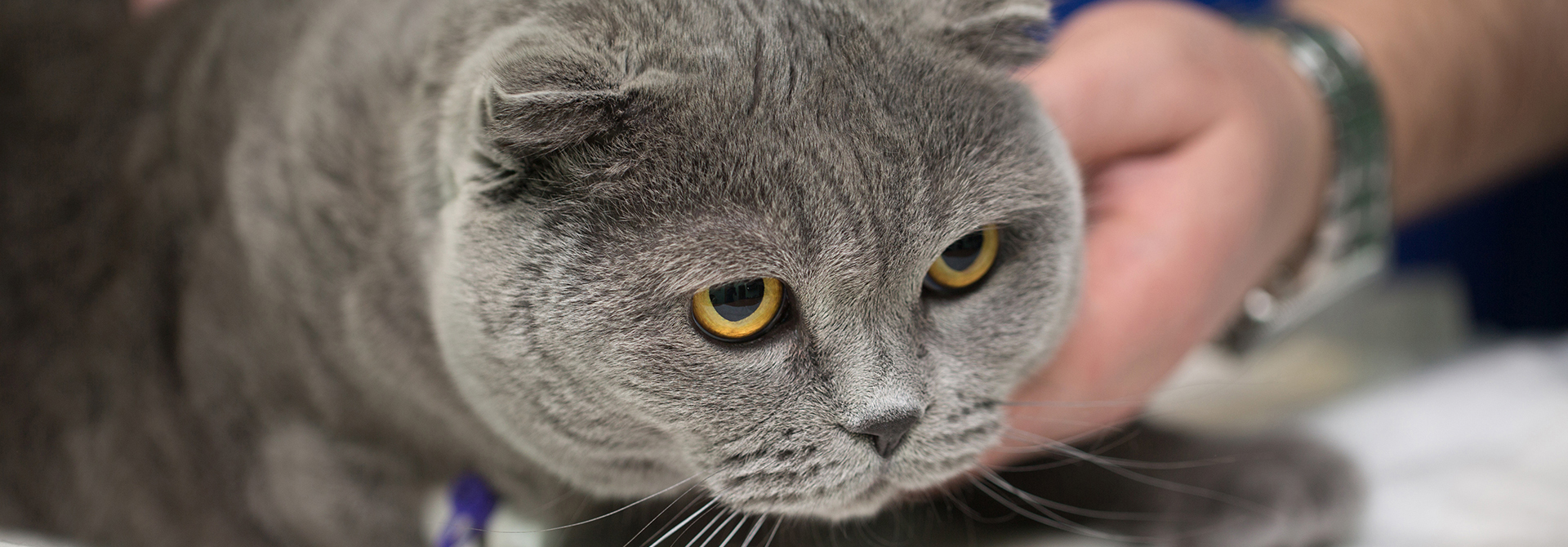 Ciri-Ciri Kucing Demam dan Cara Menanganinya