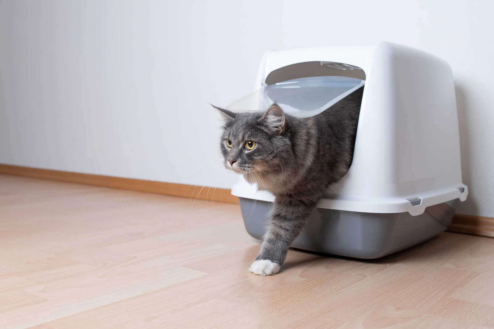 Membersihkan Litter Box: Tips agar Rumah Tetap Wangi
