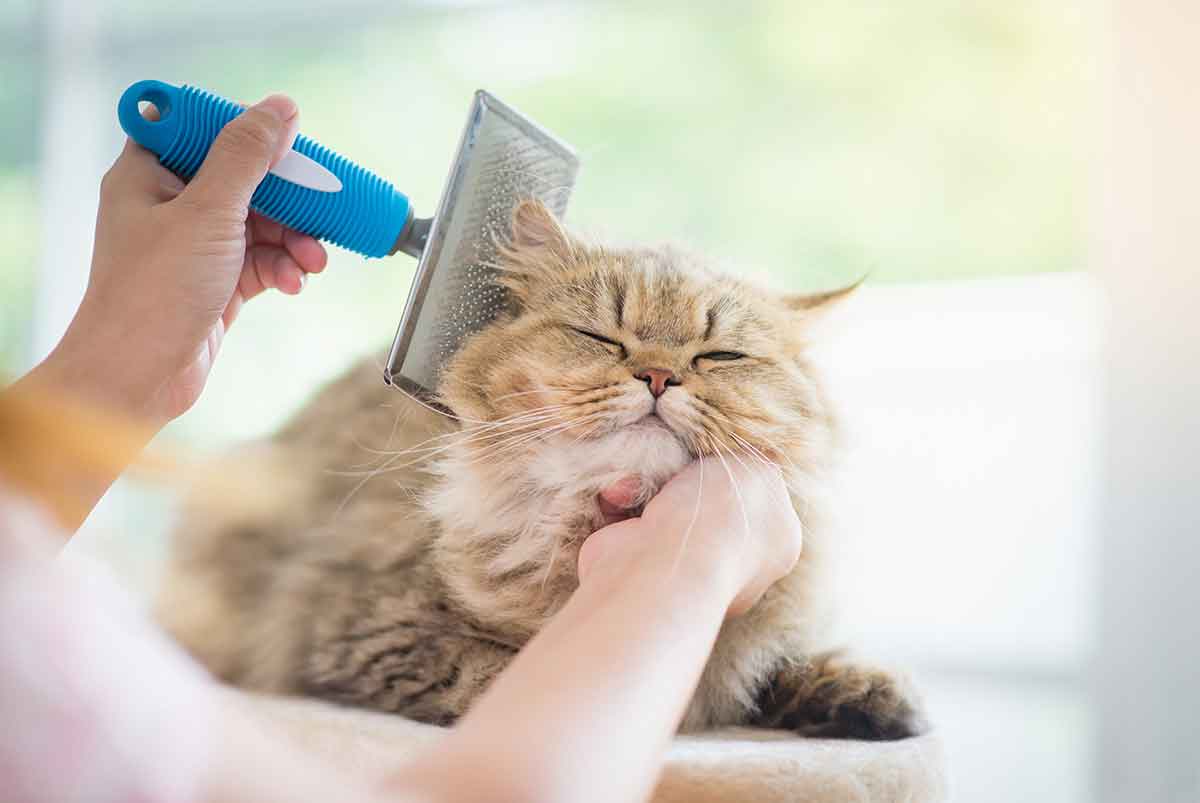Teknik Menyisir Bulu Kucing Agar Tidak Rontok Berlebihan