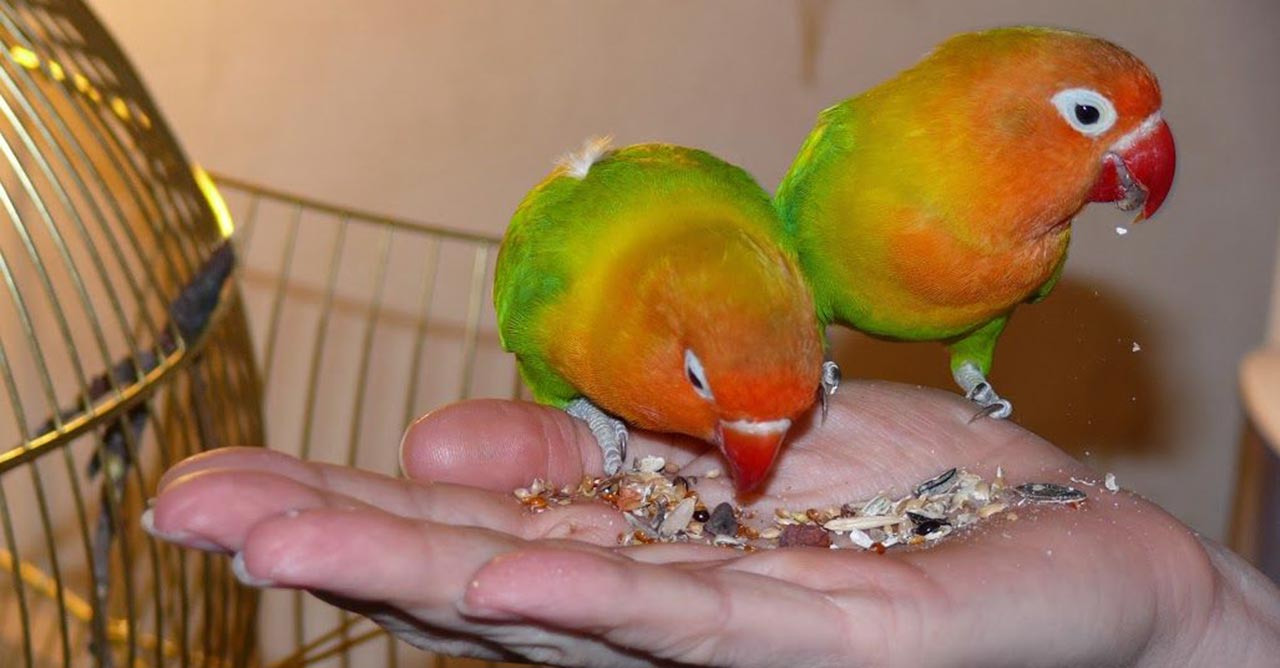 Cara Memberi Makan Lovebird agar Cepat Gacor dan Sehat