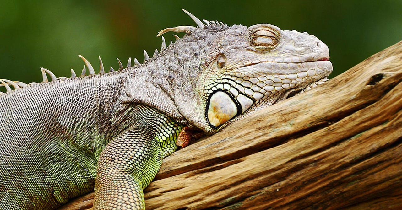 Panduan Memberi Makan Iguana Peliharaan untuk Pemilik Baru