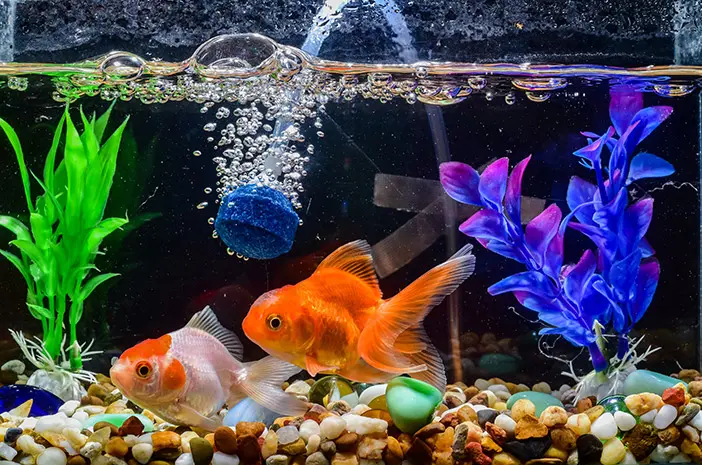 Makanan Ikan Hias Terbaik untuk Warna Cerah dan Sehat