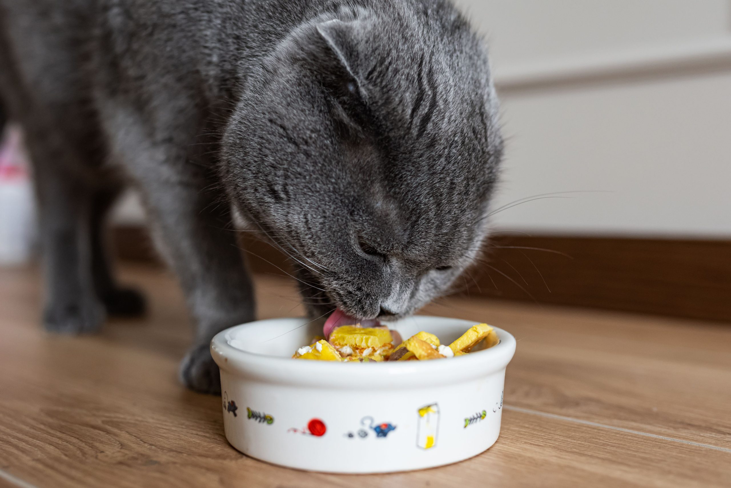 Resep Homemade Cat Food Sehat dan Aman untuk Kucing