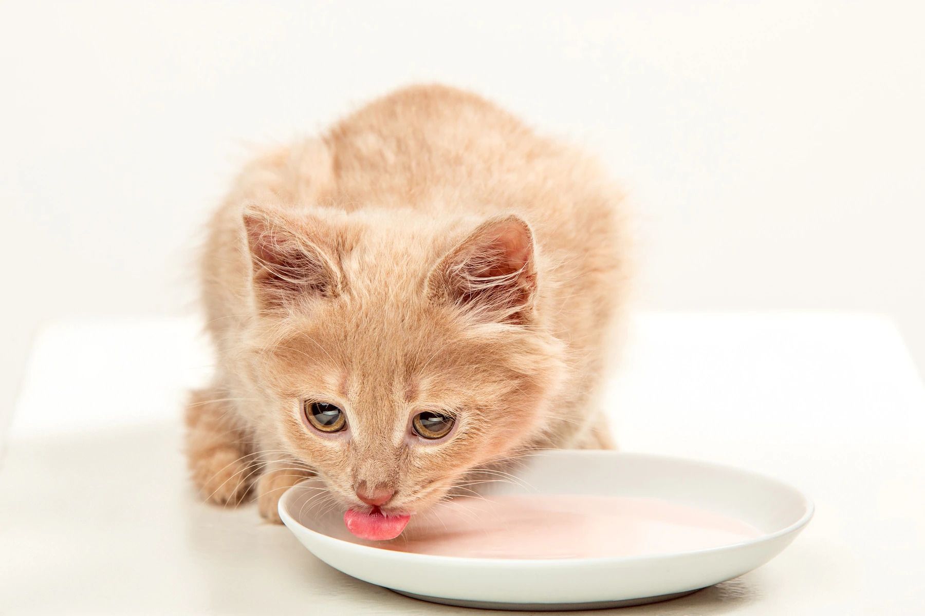 Bahaya Susu Sapi untuk Kucing: Efek dan Risikonya
