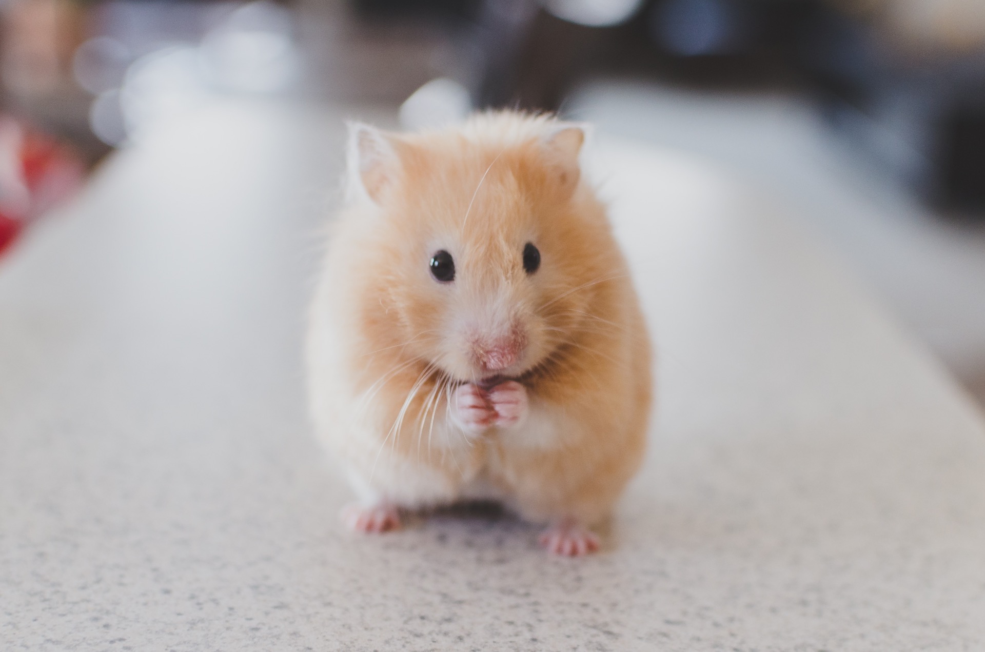 Panduan Merawat Hamster untuk Pemula agar Sehat dan Bahagia