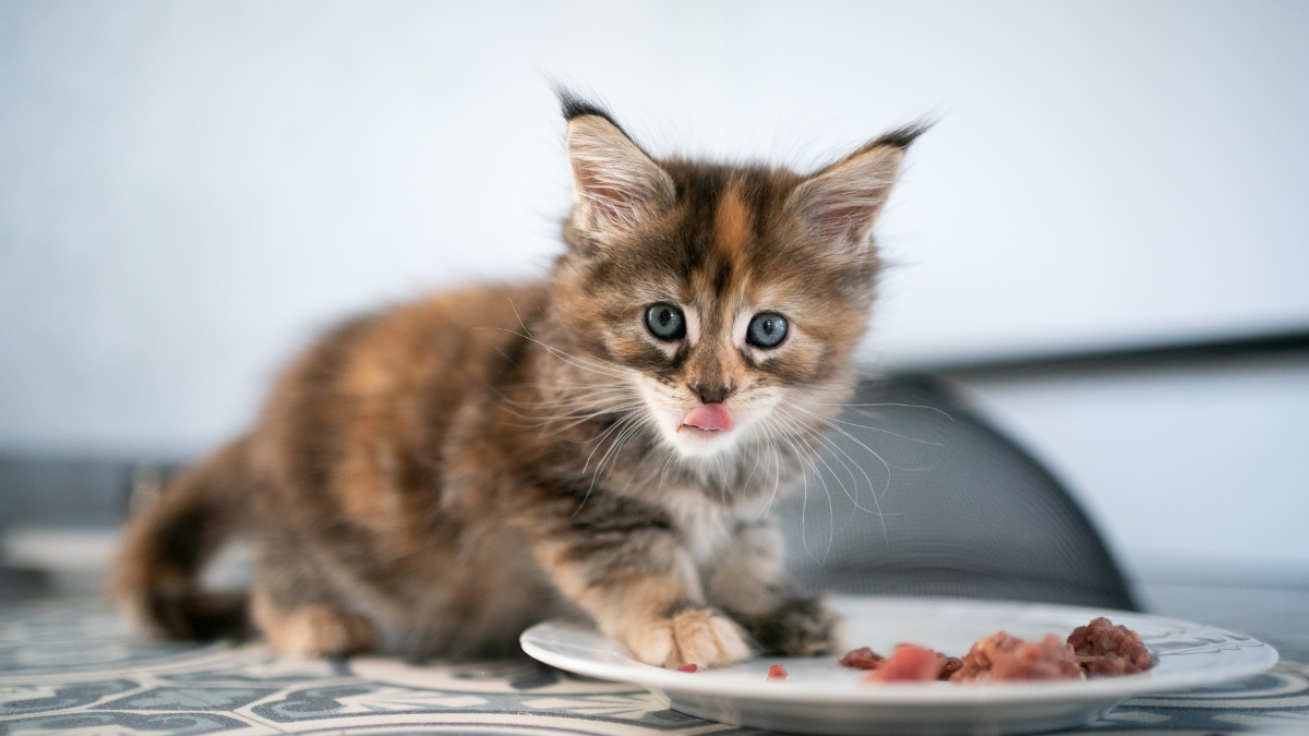 Makanan Kucing Terbaik untuk Kitten dan Kucing Dewasa
