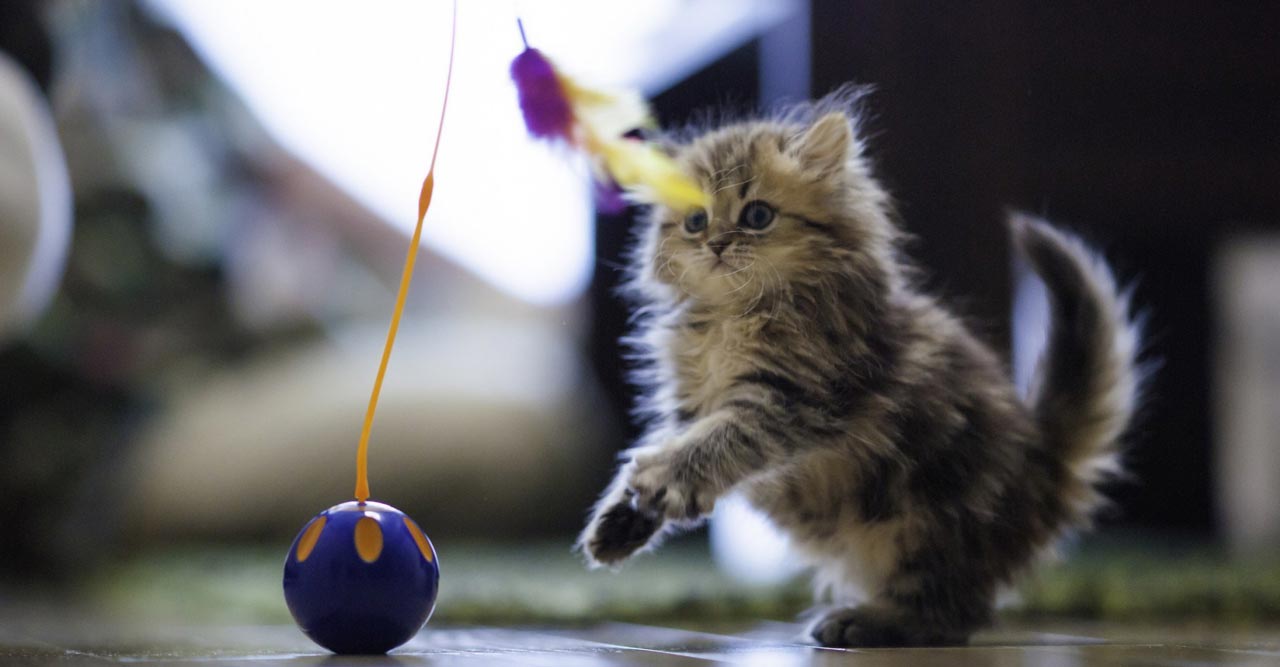 Rekomendasi Mainan untuk Anjing dan Kucing yang Wajib Dimiliki