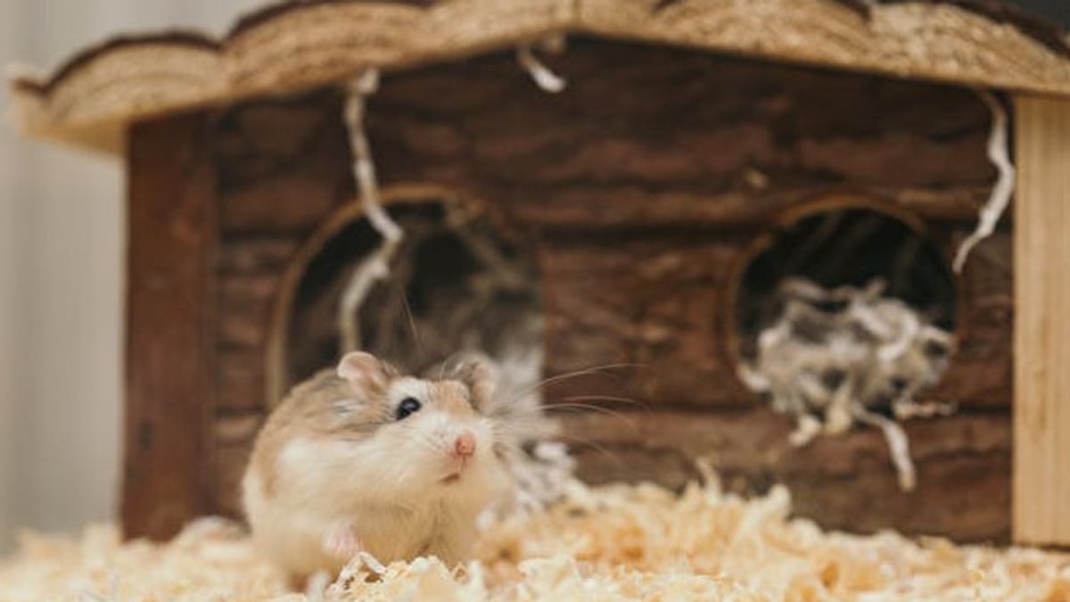 Tips Memilih Kandang Hewan yang Nyaman dan Aman